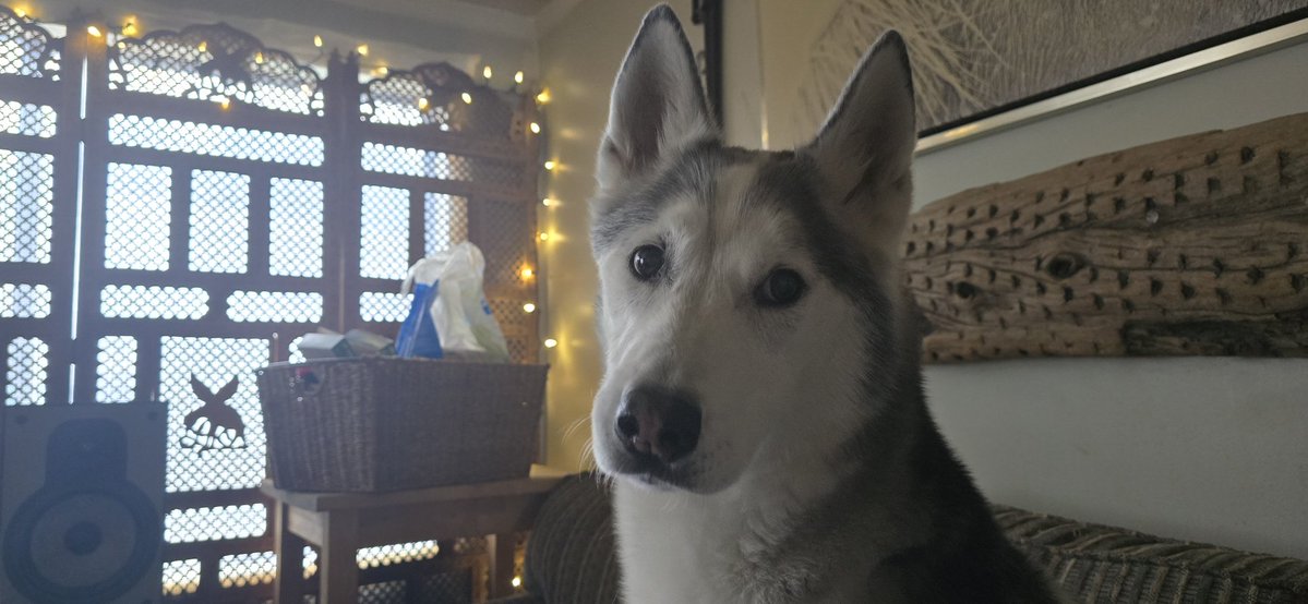 EntangledLogic's tweet image. Buddha says hi everyone. It&apos;s his 16th birthday.