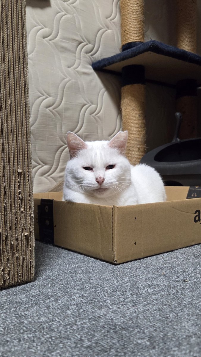 ちったん (@NYANMARUKE) / Posts / X