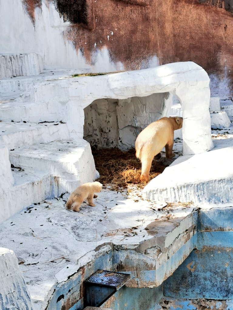 Jhonlennon777's tweet image. #天王寺動物園110th 
#PolarBear✨
#可愛い2人の後を追う💕

　　今日は　日曜日！

　良い１日をね。🫡