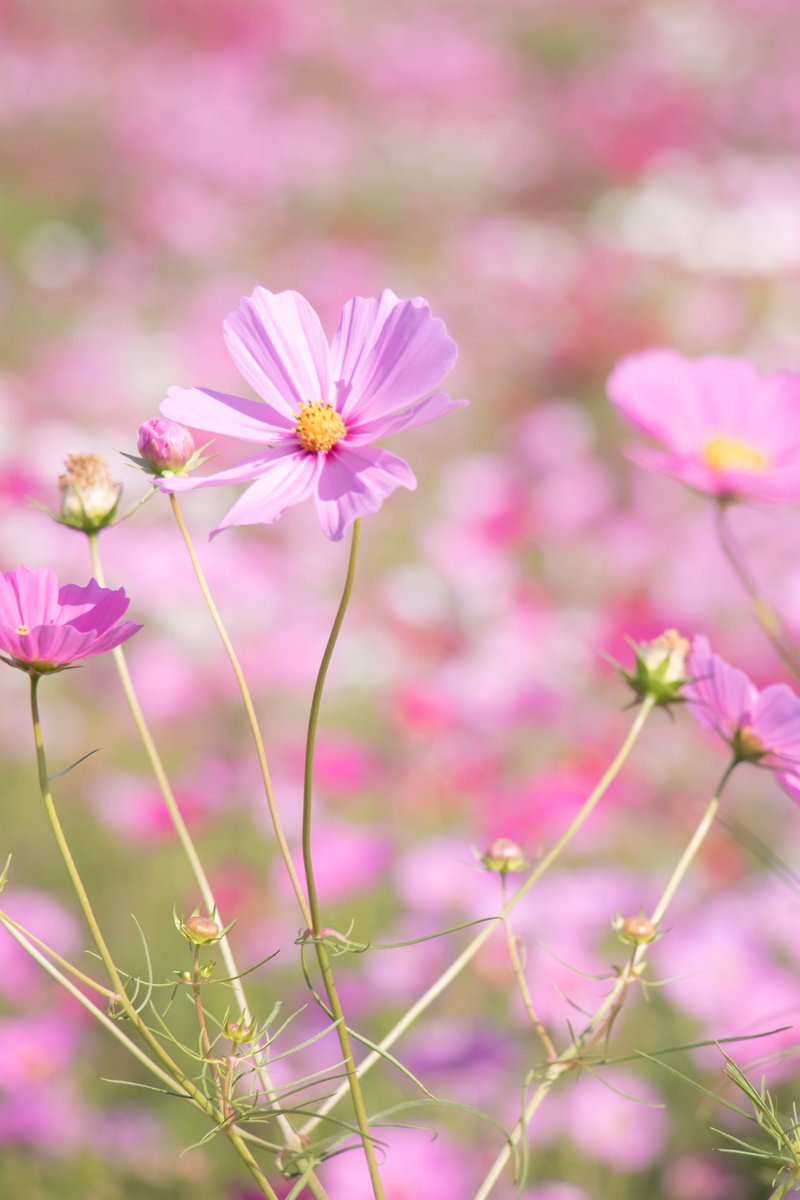 bihokupark's tweet image. おはようございます🌞
園内の花の広場では、まるでピンクの海のような光景が広がっています。秋晴れにゆらゆらと揺れる姿は本当に癒されますね😌
本日10/12（日）は入園料無料日です。
皆さまのご来園、心よりお待ちしております❣

@expo2027_japan 
#withGREENEXPO #広島県 #庄原市