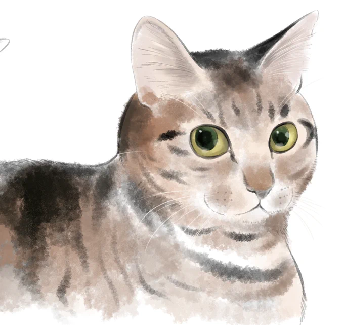 猫練習