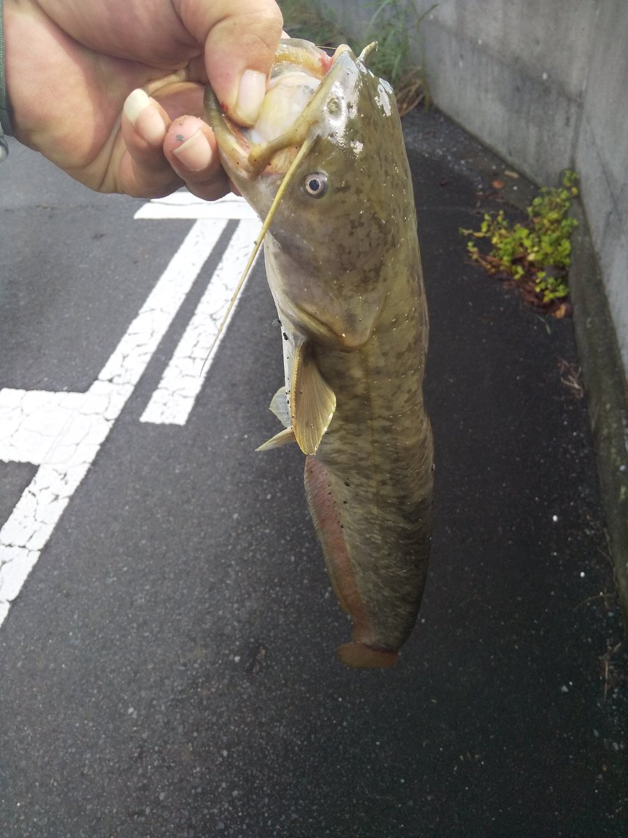 0902Yuji's tweet photo. ハイピチャーで鯰釣れました！ https://t.co/qySFbFfAs7