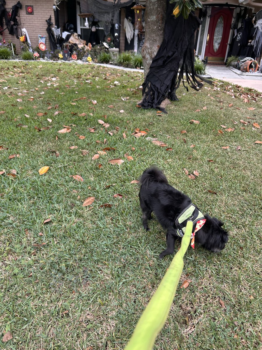 Furriends! Iz do ebening pawtrol an see all kinds ub weerd fings! Ghostys and skellytons Iz fink Iz secure da area but Iz not shur- stay safes eberbody🐾♥️🐾