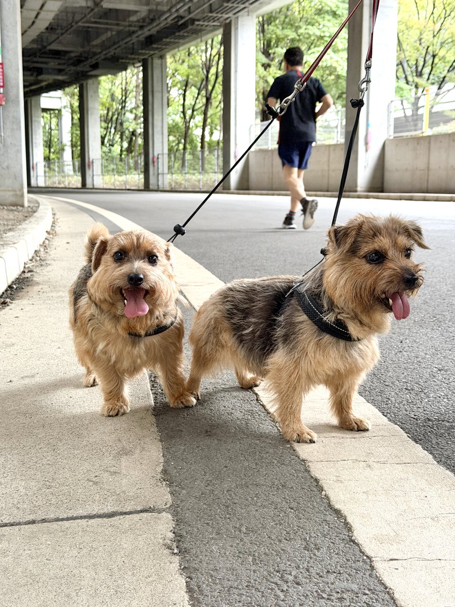 運動中🐶🎶