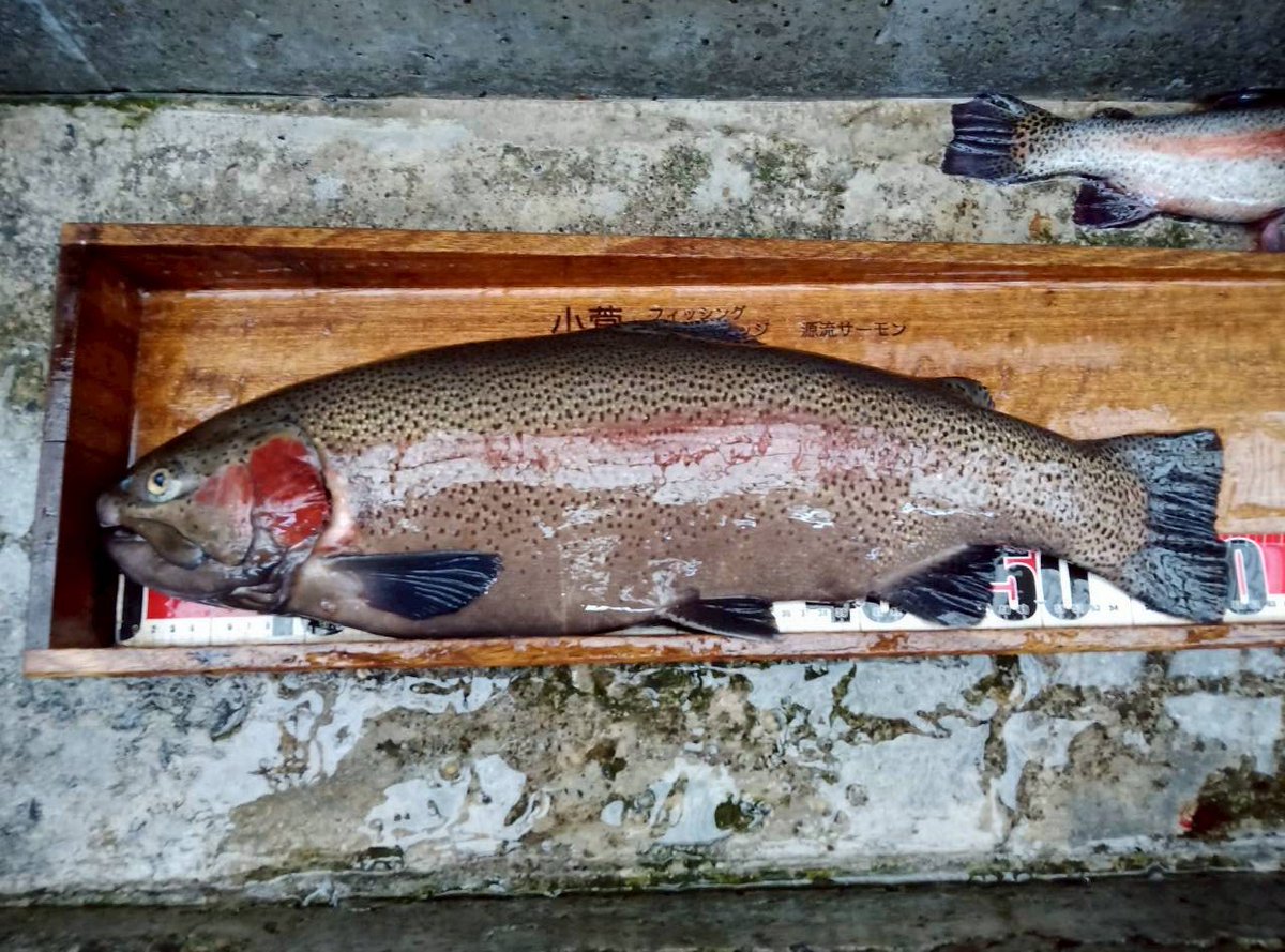 よっしー tweet media