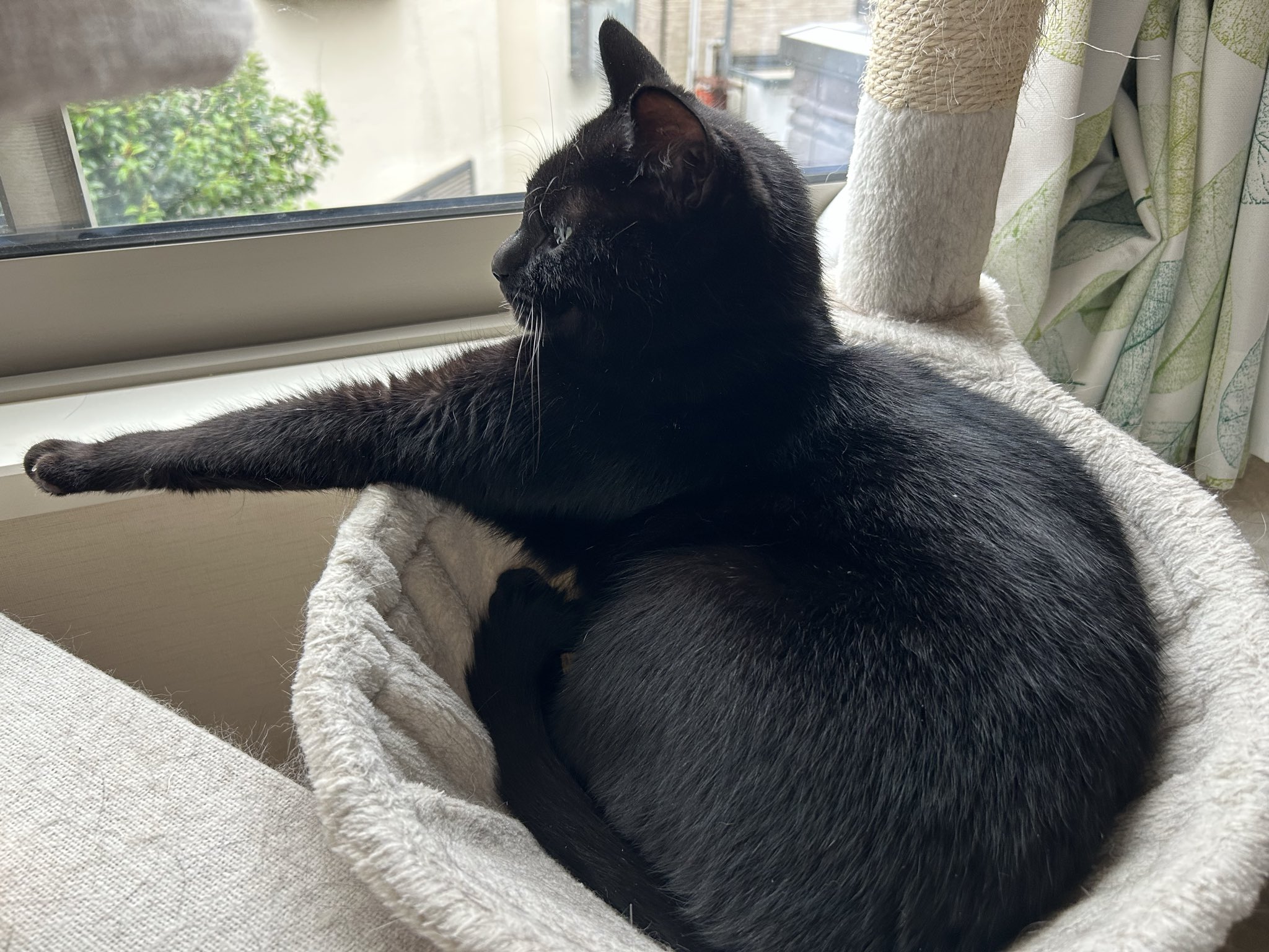 黒猫 澤田圭佑 on X: 