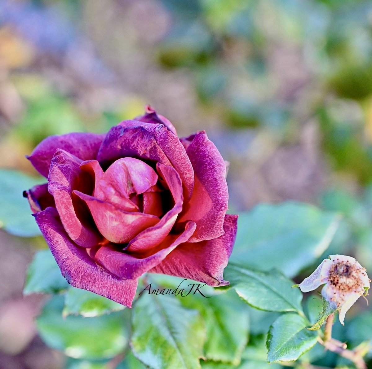 AmandaJK_'s tweet image. Good Afternoon 𝕏 Friends☕️
Hope your Sunday is relaxing in whatever you choose to do💟
Wishing you all a safe and
rejuvenating day🤍
#Sunday #Photography #myphoto