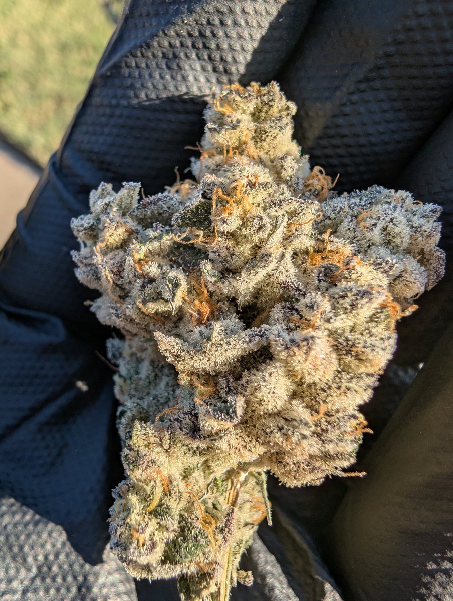 Lonestar Cultivation tweet media