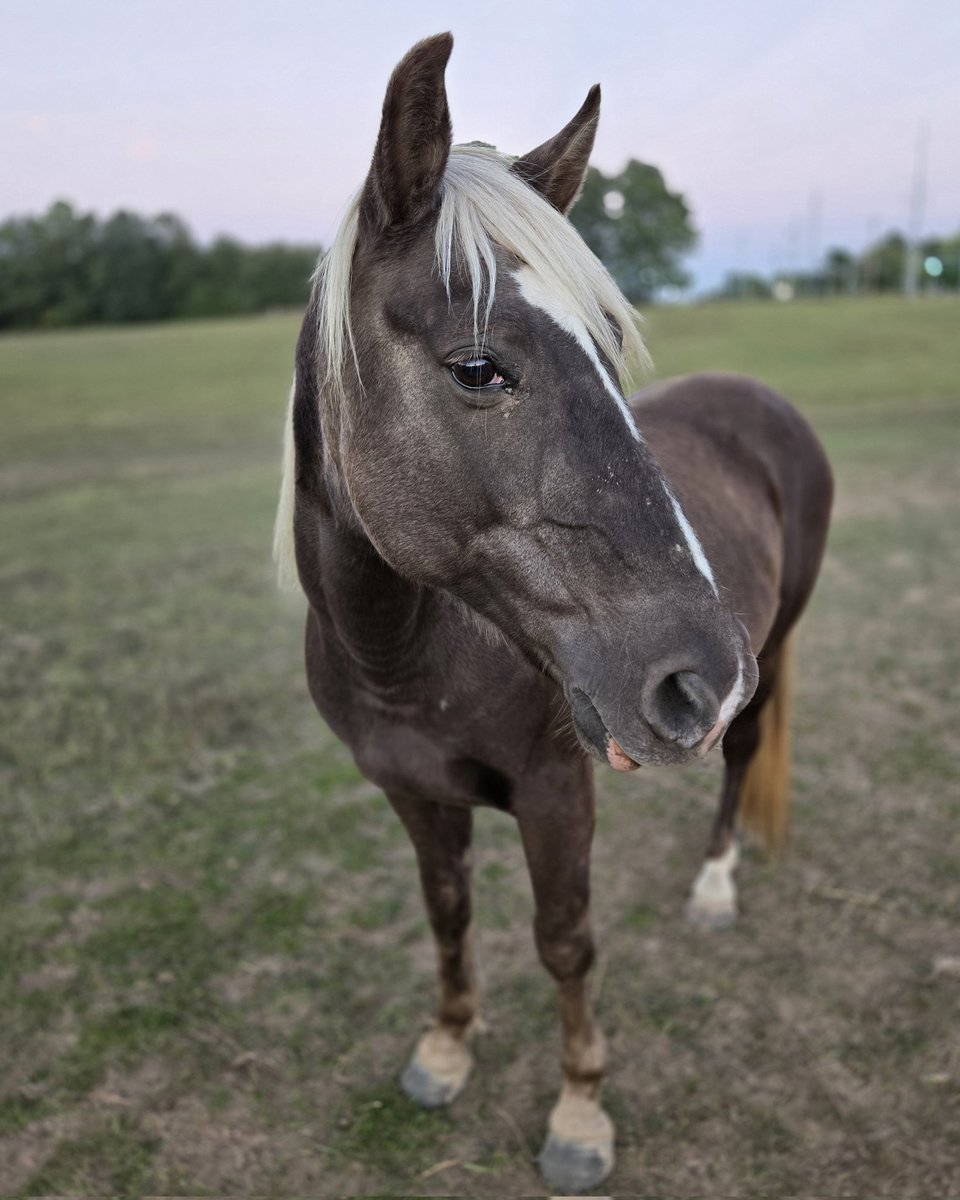 Diegoranchinc's tweet image. Would you call River, beautiful, handsome or dreamy?
