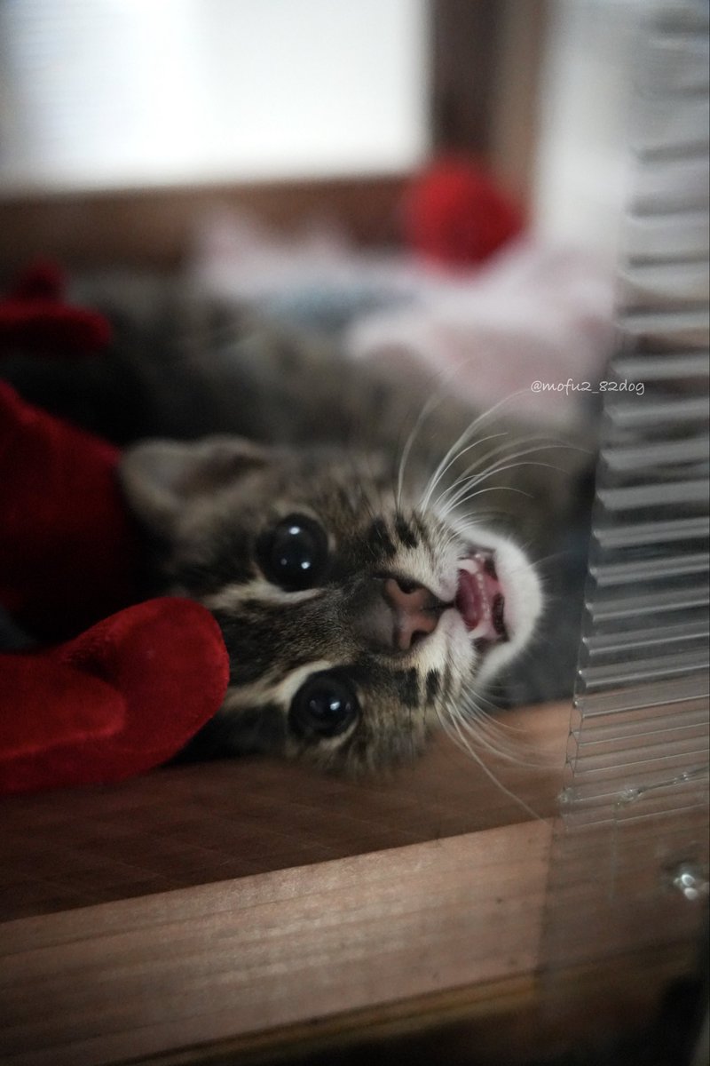 昨夜、幼き日のルビーちゃんの写真を見て幸せな気持ちになりました。
(2022.9月撮影)

#鳥羽水族館 
#スナドリネコ 
#ルビー