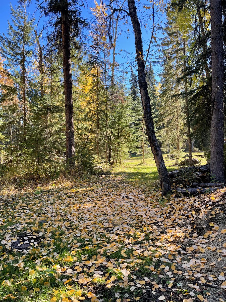 Fabulous episode about instructional illusions with <a href="/P_A_Kirschner/">Paul A. Kirschner</a>, <a href="/C_Hendrick/">Carl Hendrick</a>, and Jim Heal from their new book! Great fall listening here in the Cariboo. 
Well worth a listen!