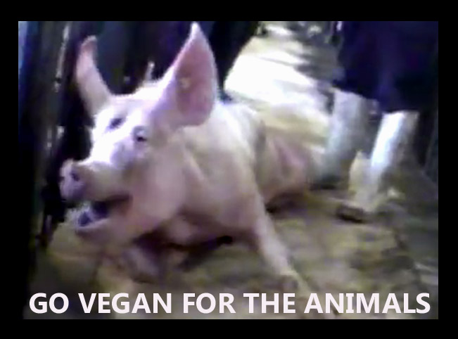 go vegan for the animals 🙏