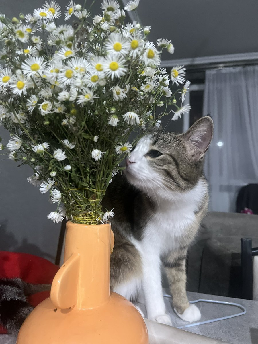 🍑 Alyona Kreger💸New Collection tweet media