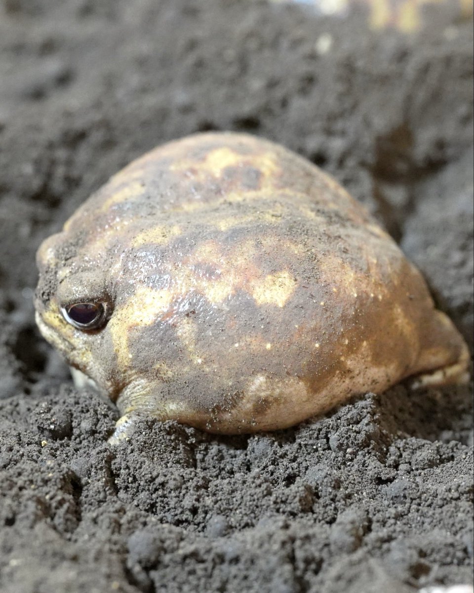 A day in Rain frog's life ☀️☔️🌕
アメフクラガエルの1日☀️☔️🌕 
youtu.be/sIAhDMxpfI8?si…