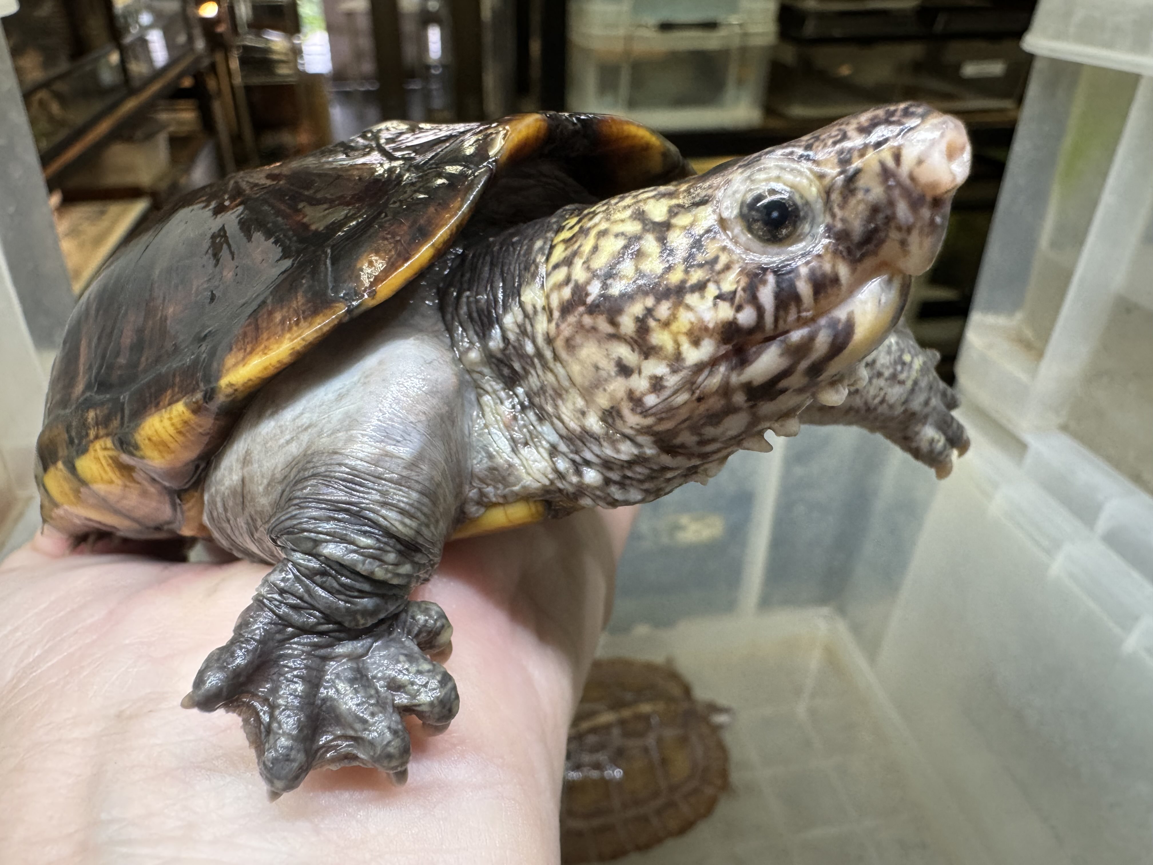 【カメ】 楽天市場】【送料無料】【中古】K24 純金 亀 かめ カメ 24金 約