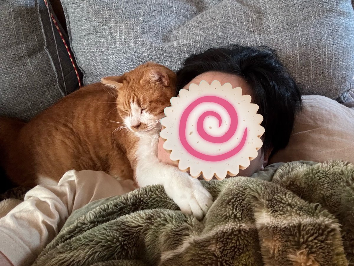 mitoconcon's tweet photo. 高級マフラー試着する夢を見てて起きたら最高級ネコチャンマフラー巻かれてた。 https://t.co/X8SqnB16iQ