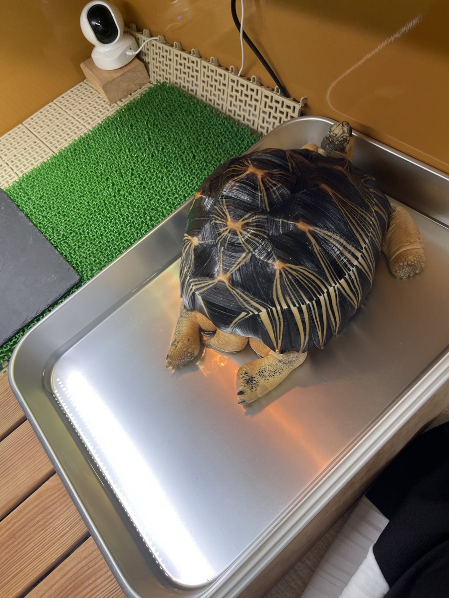 uchinokamesan's tweet photo. 今朝、足触ったら足ピンした！！😳
あんなにビビりだった火花（小さい子）が足すりすりを好きになってくれたようで嬉しい🥰
花火（大きい子）は足すりすり大好きで、足も首もずうっーと伸ばしてる笑 https://t.co/78paUXr2p6