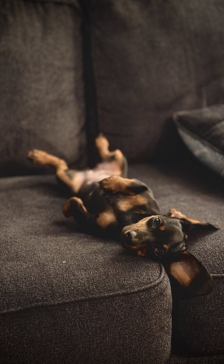 invisiblyillbae's tweet photo. @dog_rates @15outof10 LOVE HER🥰😘😍 my Mary  had a bump very similar and (she’s a dachshund niece.) she’s sooo sweet and goofy sweet and all around perfect https://t.co/qZ3sdYFTRL