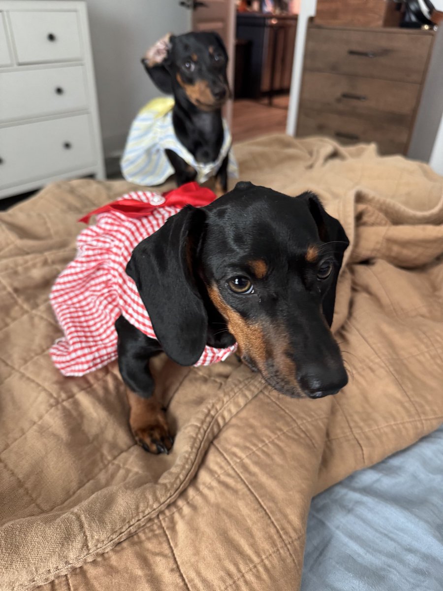 invisiblyillbae's tweet photo. @dog_rates @15outof10 LOVE HER🥰😘😍 my Mary  had a bump very similar and (she’s a dachshund niece.) she’s sooo sweet and goofy sweet and all around perfect https://t.co/qZ3sdYFTRL