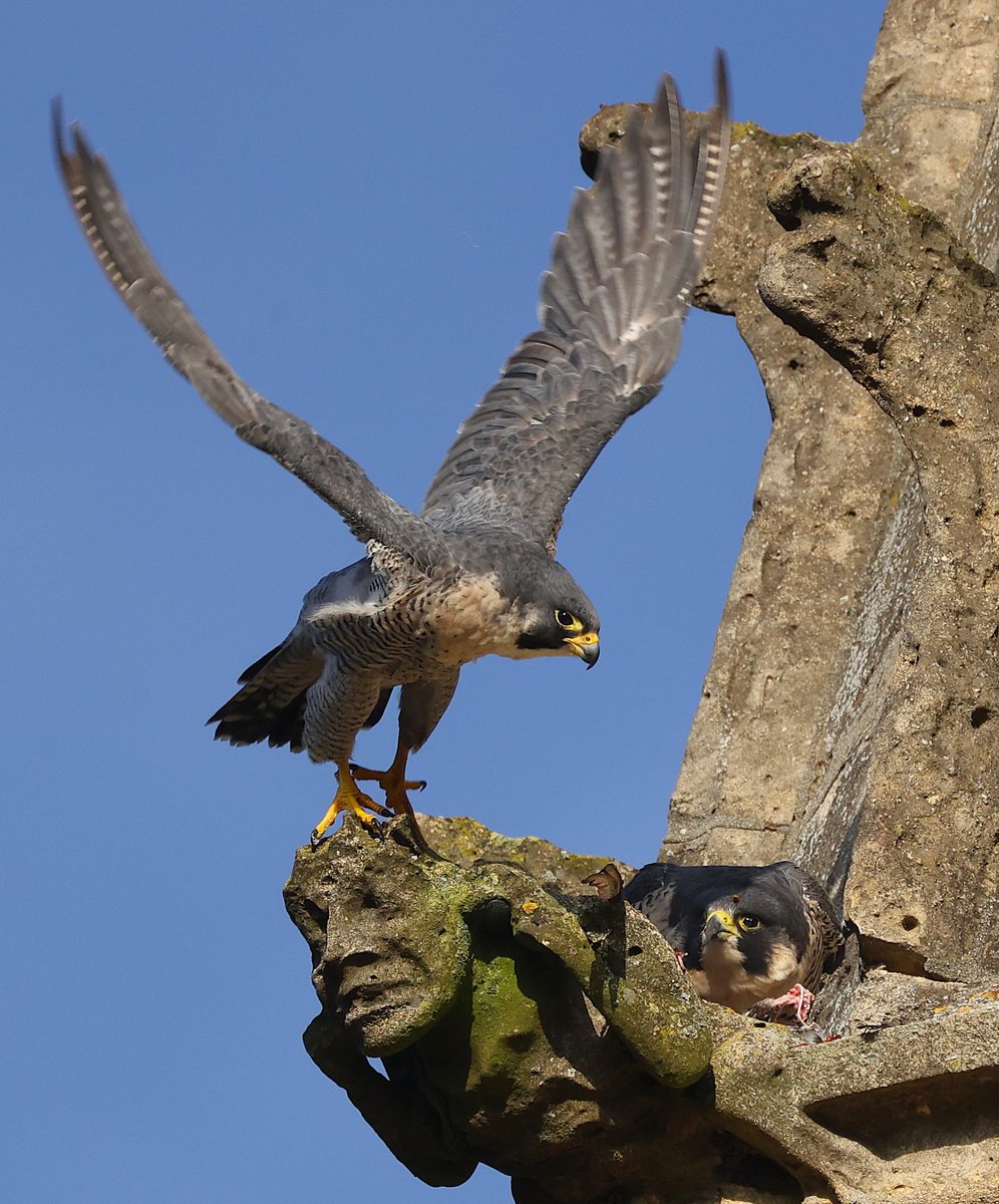 Saturday morning at the towers.
Mr P making a quick exit as the female sneaks in for the leftovers.