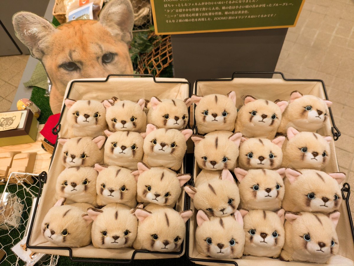 moriokazoo's tweet image. お待たせいたしました！あまりの人気で欠品中だったぽちゃまるピューマぬいぐるみが再入荷しました！！！オンラインショップでも再販開始！
是非皆様お迎えお願いします🐾♪
moriokazoo.stores.jp