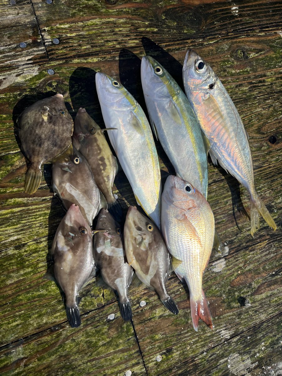 羆青からの縞　確率的に非常に珍しい　三重県産　本性　1条 三陸産茎めかぶぽん酢風味 78g×12入 | 【公式】壮関 素材菓子専門店