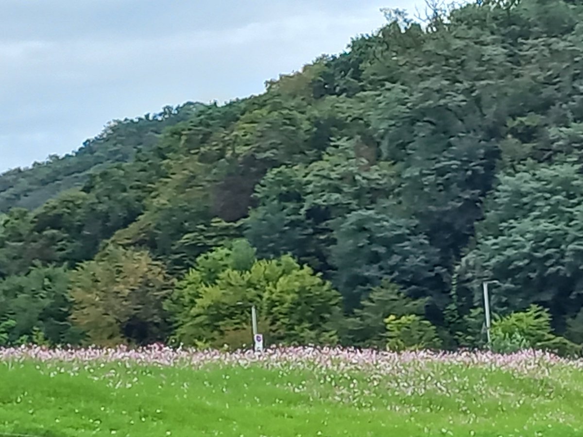 아침마다 2킬로 정도 걷는다.
오늘 아침엔 꽃길을 걸었다.
풀이 꽃이 되고, 
잎이 꽃이 되는 이 계절, 
이 곳이 참 좋다. 
내가 사는 곳에서는 
잎이 꽃이 되는 풍경을 
볼 수 없는데.
아침 잠에서 깬 후 오늘은 어디로 산책을 갈까 설레는 
마음이다.