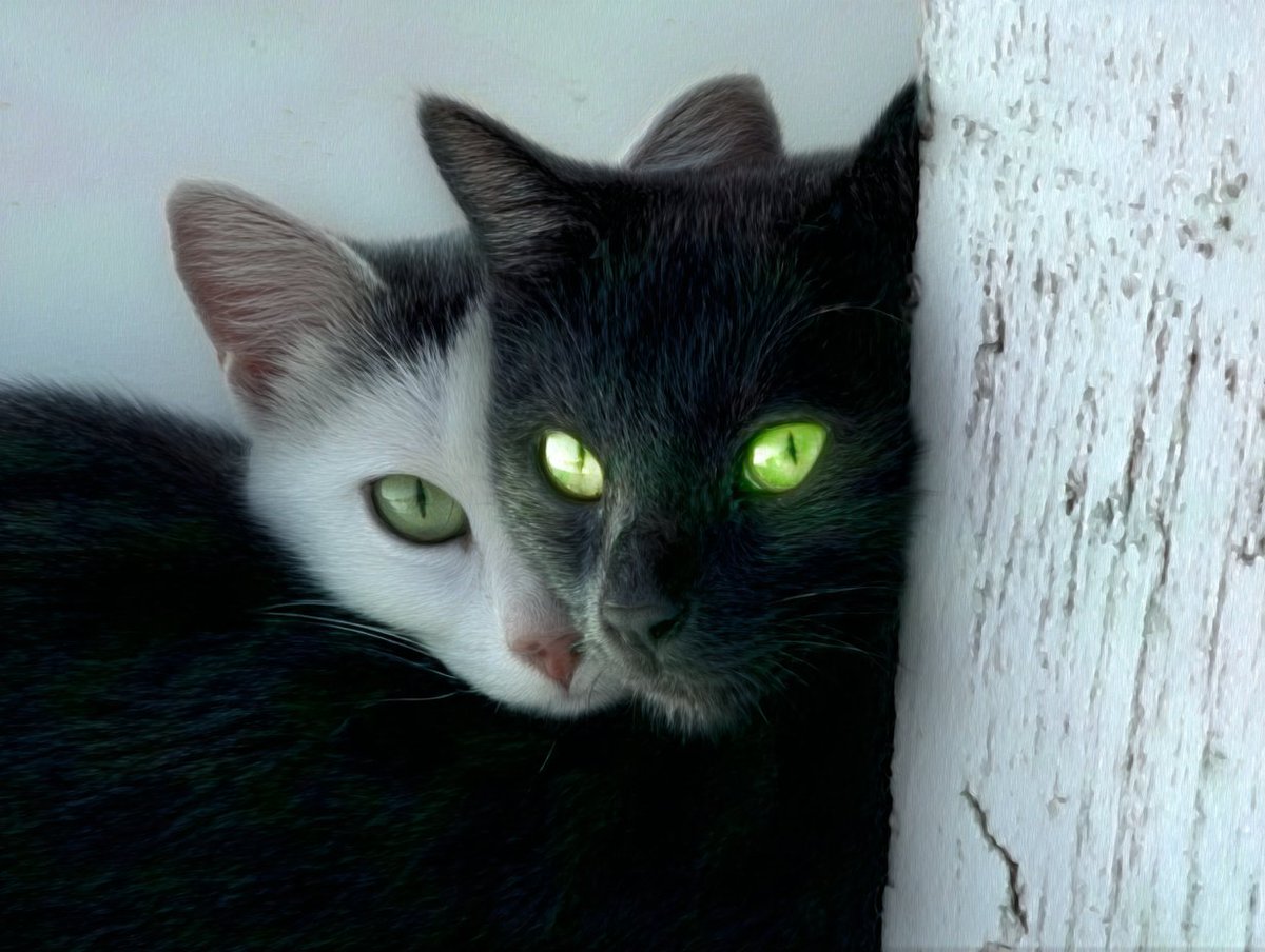 HuntsmanADHD_'s tweet image. DISCIPLE DONATION: 1M $CLAWED (.61 SOL) → @NbrhoodCats 

TOTAL: 3M $CLAWED ($414) 

VERIFICATION: solscan.io/tx/38x7JdkeWcy…