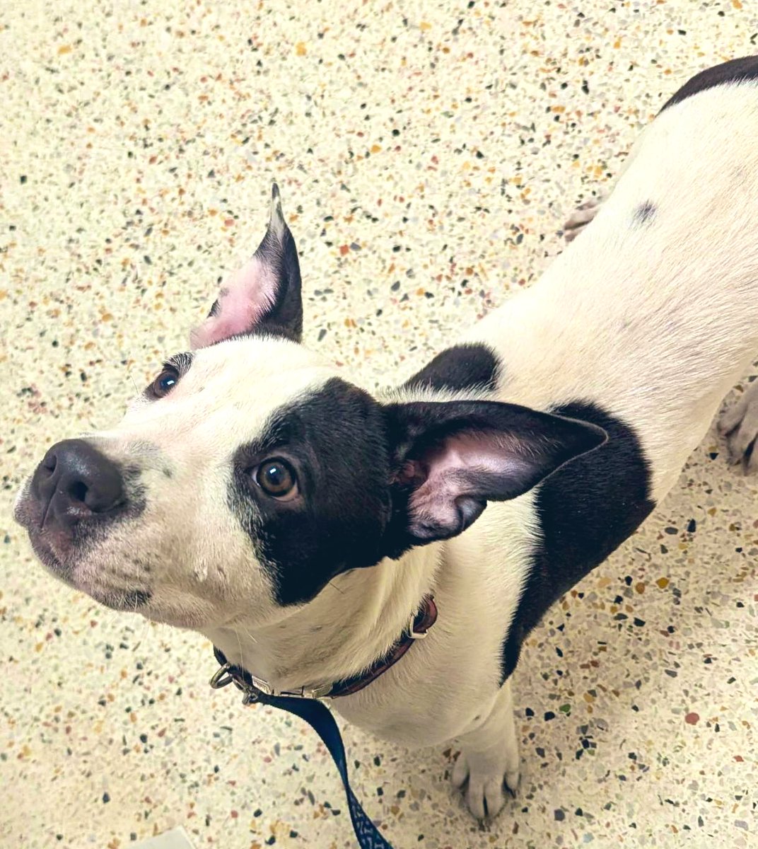 What an adorable puppy this little 8 month old puppy Diamond. She is Playful, Friendly, Smart and ready to have true love in her life. This sweet girl was seized &amp; still she is loving and trusting. Can you help her and give her love! Or Please, Please pledge and retweet Diamond.