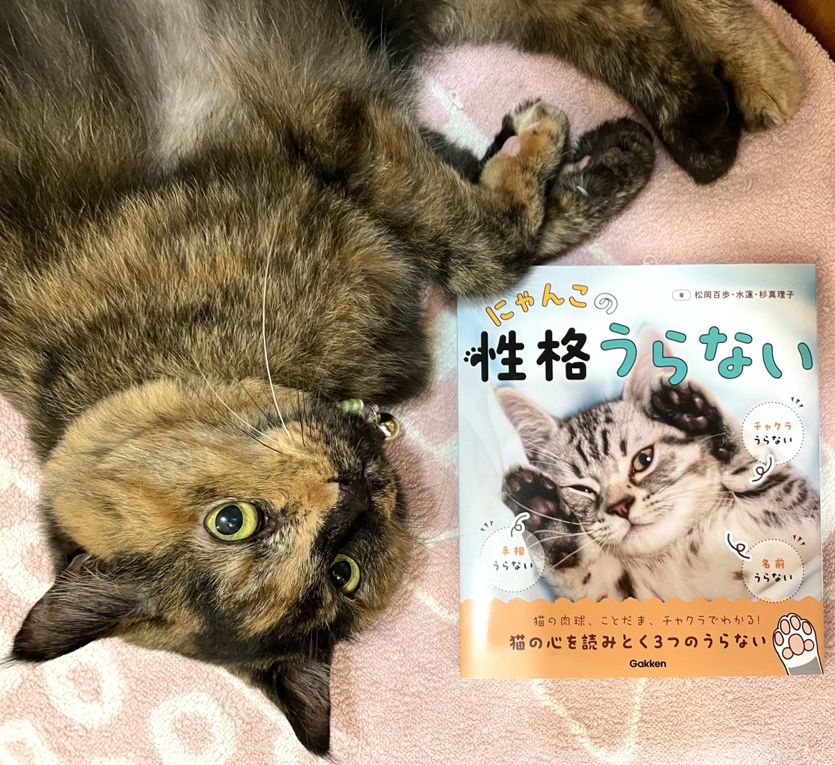 みゃうさん専用　11本 みゃうさん専用 11本 みゃうさん専用 11本