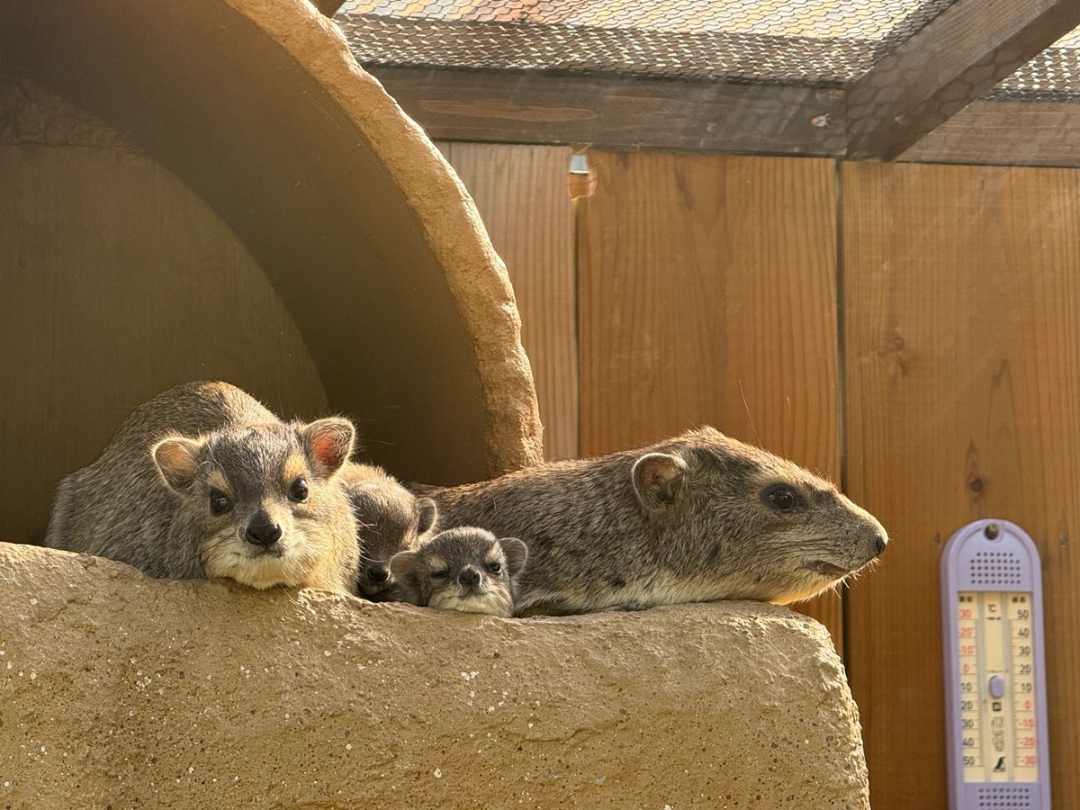 おはようございます。10月12日日曜日です。
本日はバターづくり体験があります。

キリンテラスでは、ギボシイワハイラックスの赤ちゃんのかわいらしい様子がちらちらとみえるかもしれません。そーっとのぞいてくださいね。

#ギボシイワハイラックス