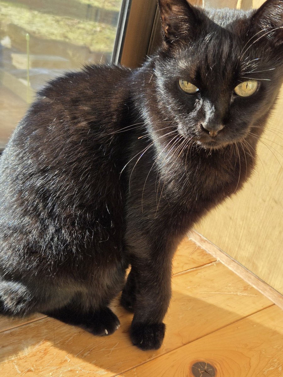IGECHANTIGERS's tweet image. 足りない足りない足りないかわいさが

#トワイライト
#KingGnu