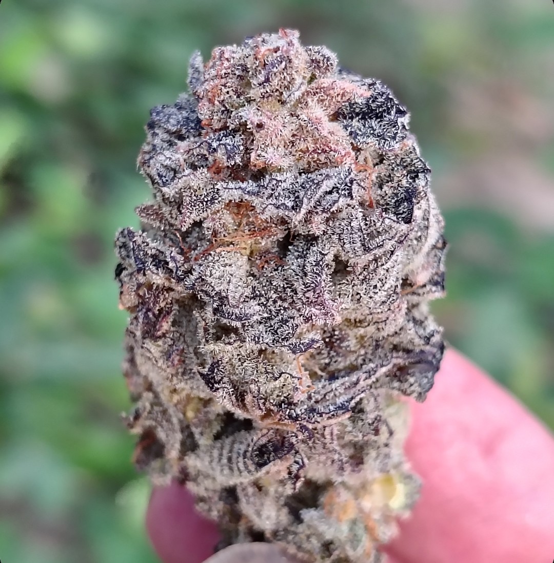 space__budz's tweet image. Throwback pic of the Dripping Dots. This was a new favorite, a very unique flavor profile of deep kush with hints of a Grand Daddy Purple Cream finish. 🍨 

#420community #cannabisculture #cannabiscommunity #smokesesh #growyourown