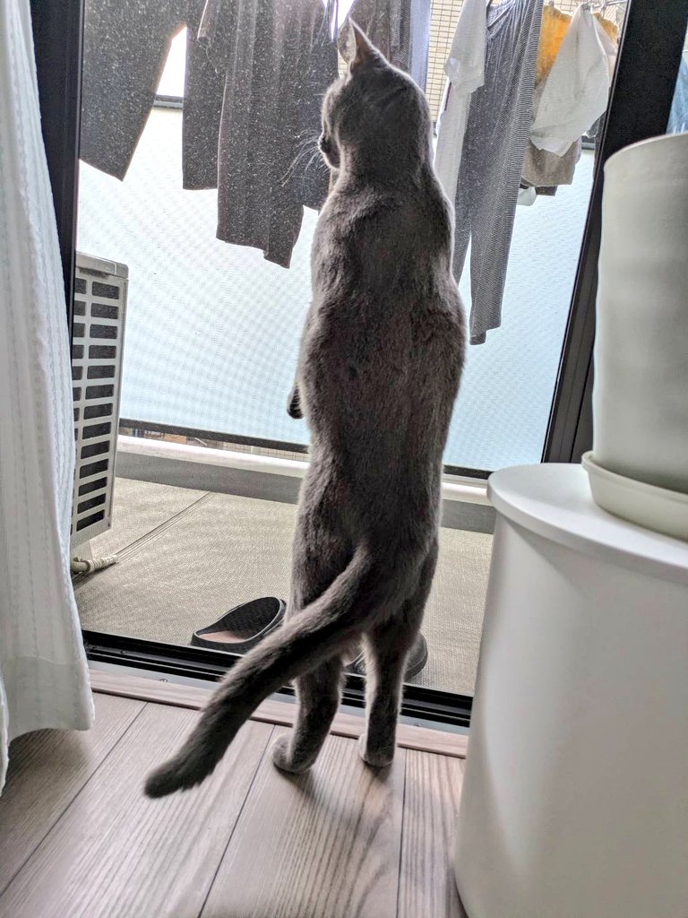 おはようございます

碧さま「お・・・祭りか？」

三連休でイベントたくさんあるようです