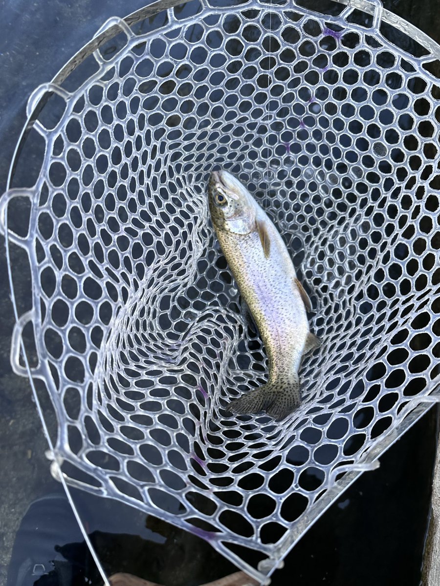 toddewiest's tweet image. Caught 1, lost 3 &amp;amp; missed 2. Good day at my favorite spot. Got there before the tournament guys. Had no idea there was a tournament &amp;amp; fall festival in town too. No wonder I had a hard time getting a room 1-week out. 
#simms #echoflyfishing @troutbitten #redington