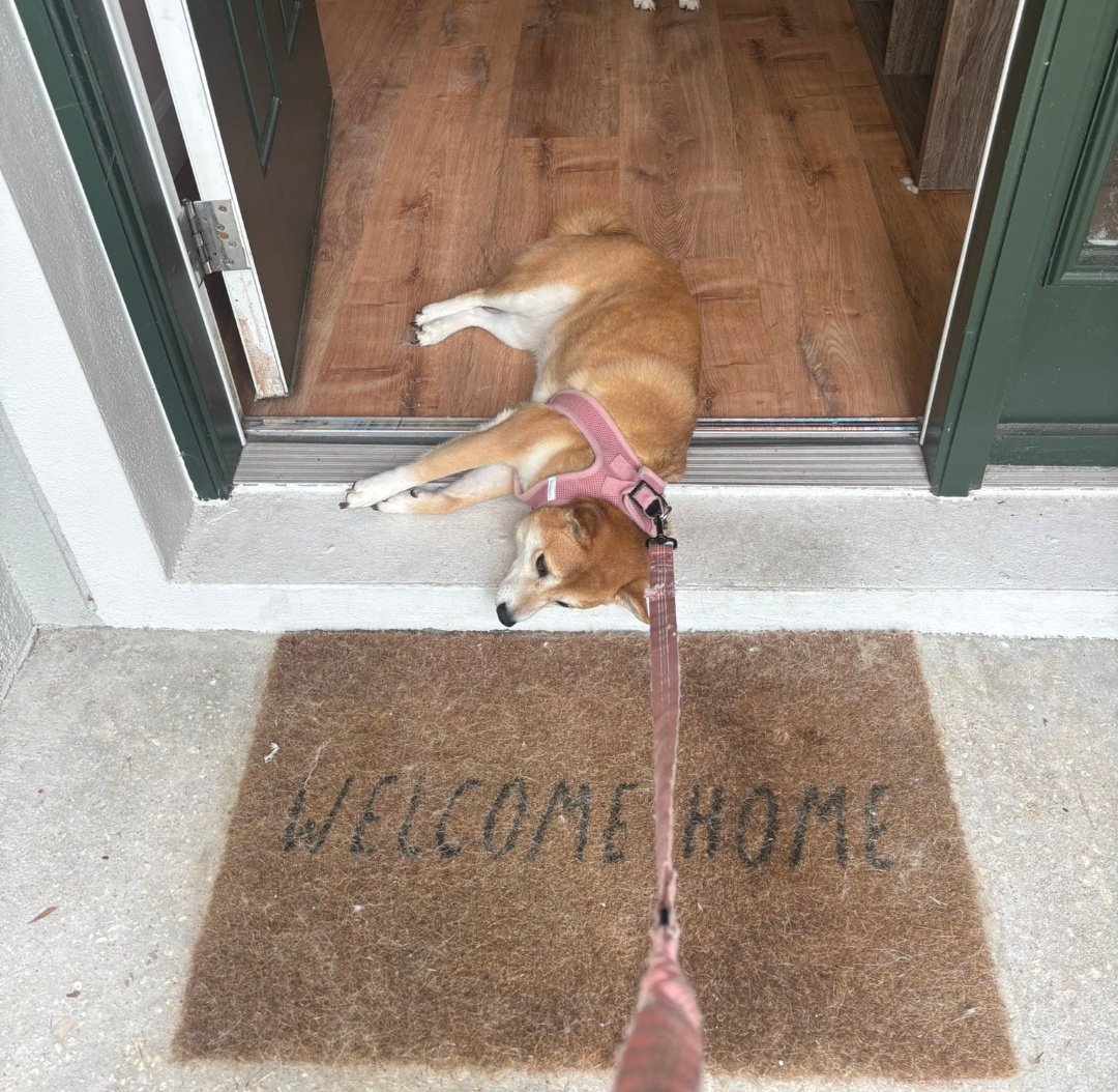 Disinfo_Tracker's tweet image. Hasan Piker situation bringing out all the crazies.

The steamer Shaya Rayne used the shock collar hoax to plug her twitch.

A few weeks back, she photographed herself DRAGGING her dog across the house and out the door by its collar.

Literally scraping the dog across the floor!