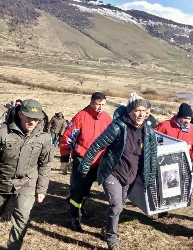 gendarmeria's tweet image. Liberaron a Walaq: el #cóndor que una patrulla de gendarmes en el mes de mayo, encontró en la zona del Paso Internacional Río Mayer.
#Santacruz