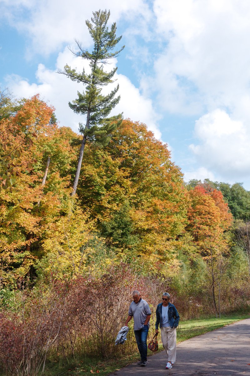 anotherglassbox's tweet photo. Toronto is for everyone, but if you visit the ravines during this season and don't fall in love with the place, maybe you're not for Toronto. https://t.co/aDgsfyF2lr