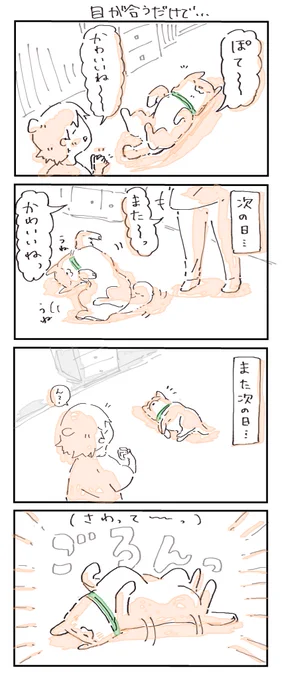 #4コマ漫画 #柴犬
目が合うだけで… 