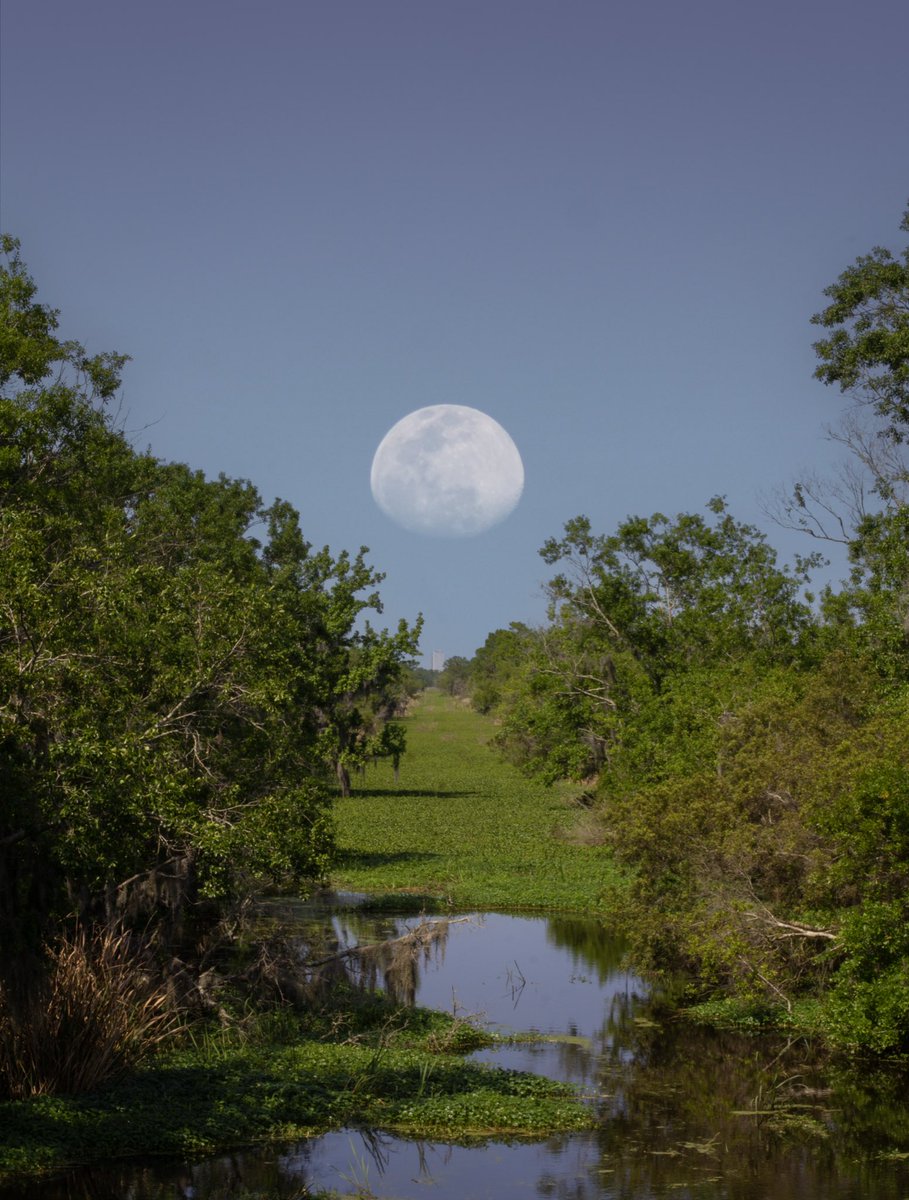thesoggyblanket's tweet photo. Photos from the swamp https://t.co/FjaXPwQHoJ