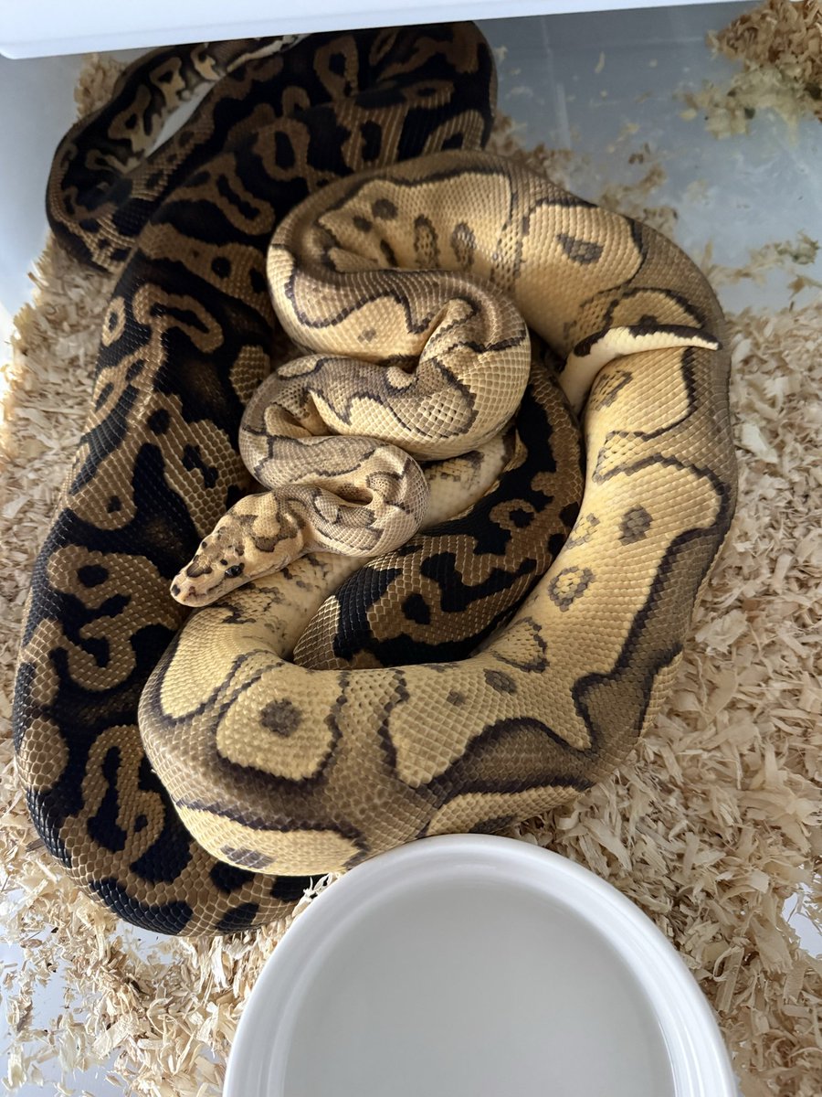 MKK36551722's tweet image. 指切り2回目✨
1.0 YB Fire Clown × 0.1 Pastel Confusion het Clown
#SWAGBaller
#vbp
#IRESReptiles
#ボールパイソン