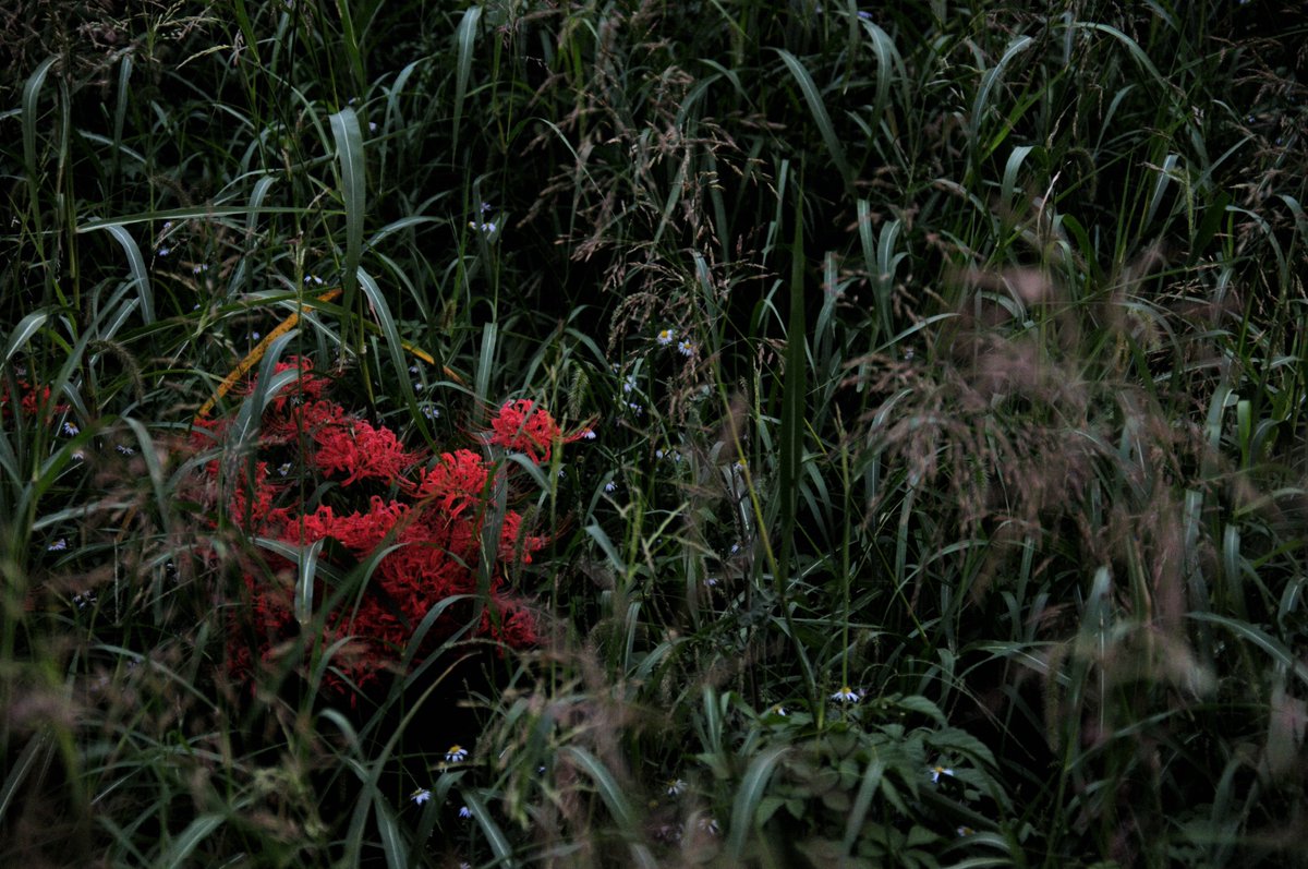 tomihara_nozomi's tweet photo. 「彼岸花／曼殊沙華」#redspiderlilies #flowers #plants #autumn #nikoncreators #nikond300 #photograph #photography #彼岸花 #曼珠沙華 #ヒガンバナ #マンジュシャカ #マンジュシャゲ #花 #植物 #写真 #いつかの写真 #写真好き #写真で伝えたい私の世界 #写真好きな人と繋がりたい #歩楽里写真部 https://t.co/kOnPysDapF