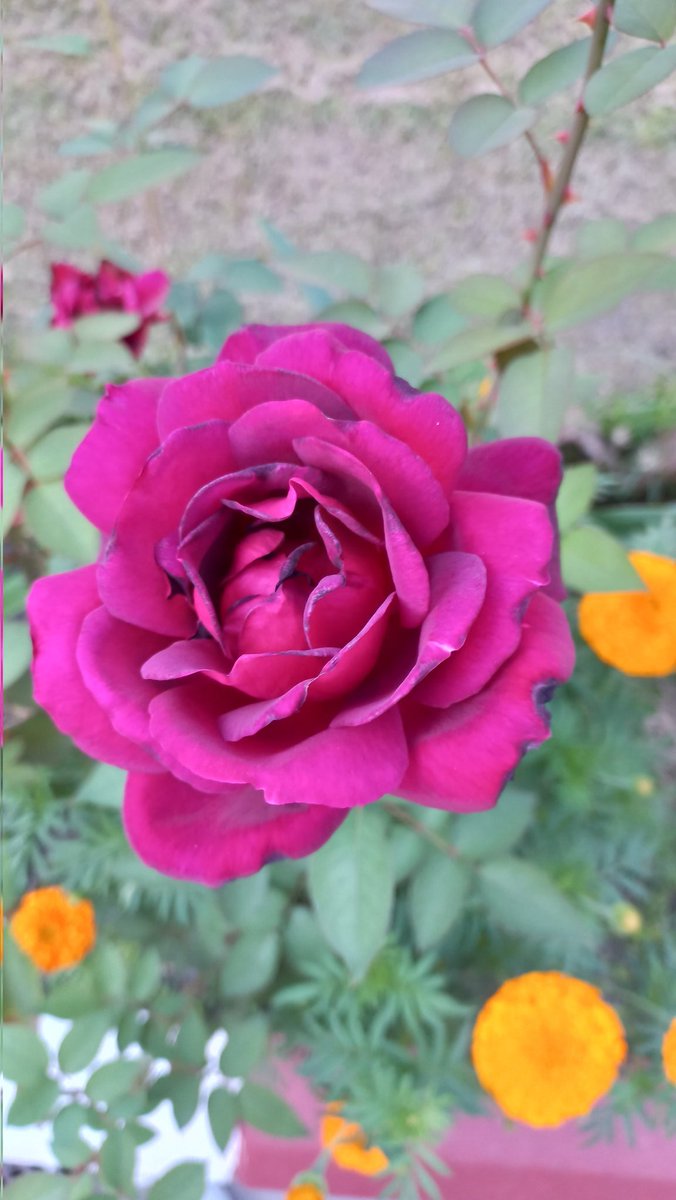 sigdel6's tweet photo. जीवन छाेटाे तर सुन्दर छ
एकदिन रहिन्न भन्ने थाहा छ

फूल आहा कति सुन्दर छ !
मन्दिरमा चढ्न तम्तयार छ

ज्यूँनुपर्छ थाेरै भए'नि हाँसेर
जस्ताे कि फूल ज्यूँछ फक्रेर !! https://t.co/0Wf60zisAx