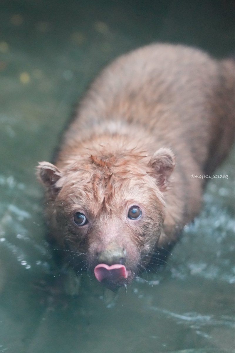 カリカちゃん舌がハートになってる〜💕
可愛いー好きーー！
(2025.5月撮影)

#神戸どうぶつ王国 
#ヤブイヌ 
#ブッシュドッグ 
#bushdog