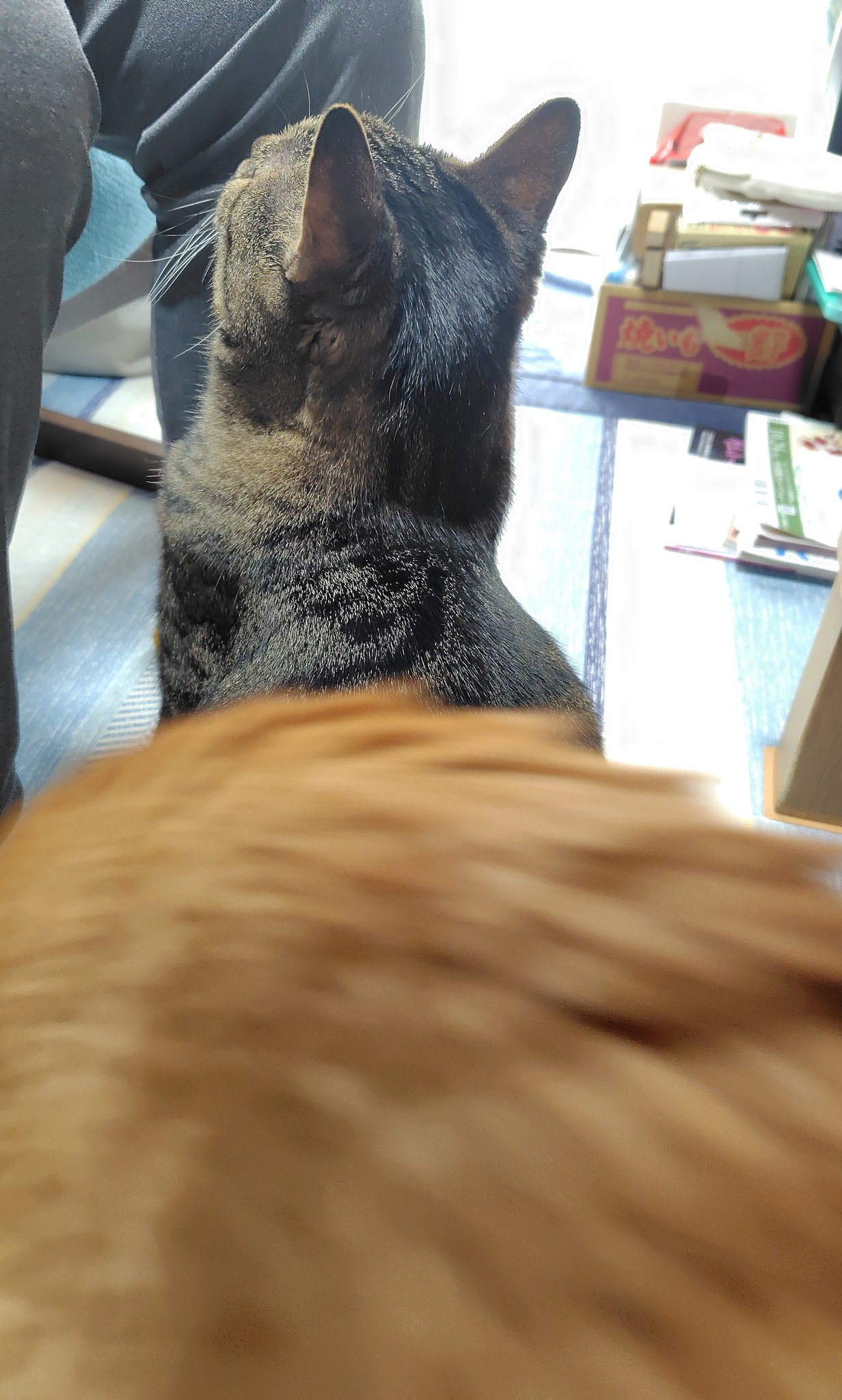 幸せの茶トラ 茶トラ猫さん