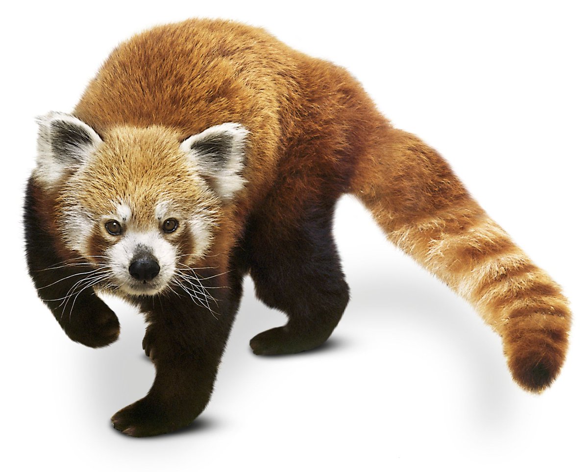 RedPandaEveryHr's tweet image. 