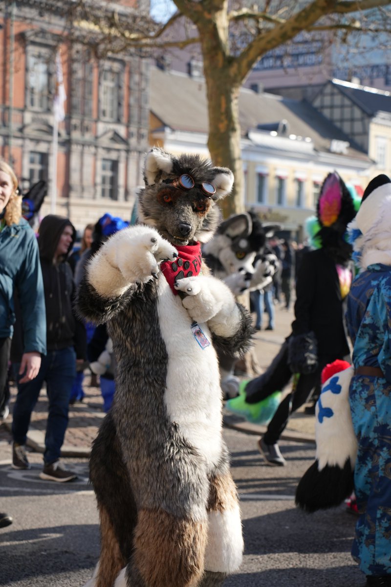 🐺枫霜 MapleFrost tweet media