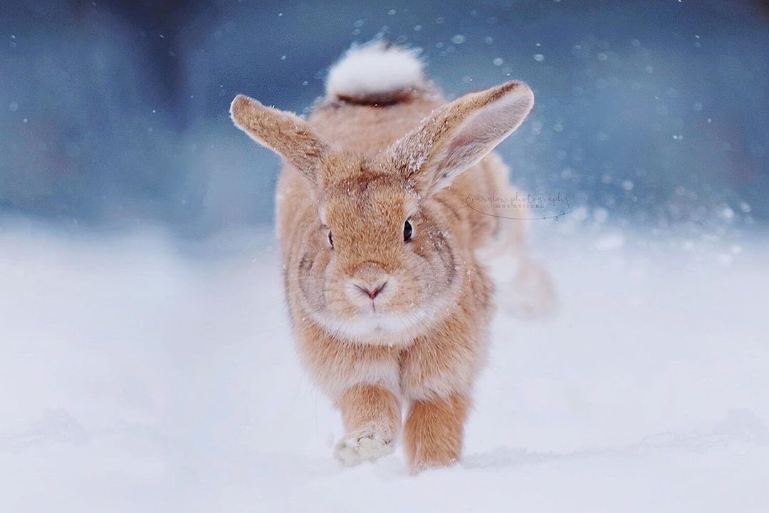 Bunnies's tweet image. 