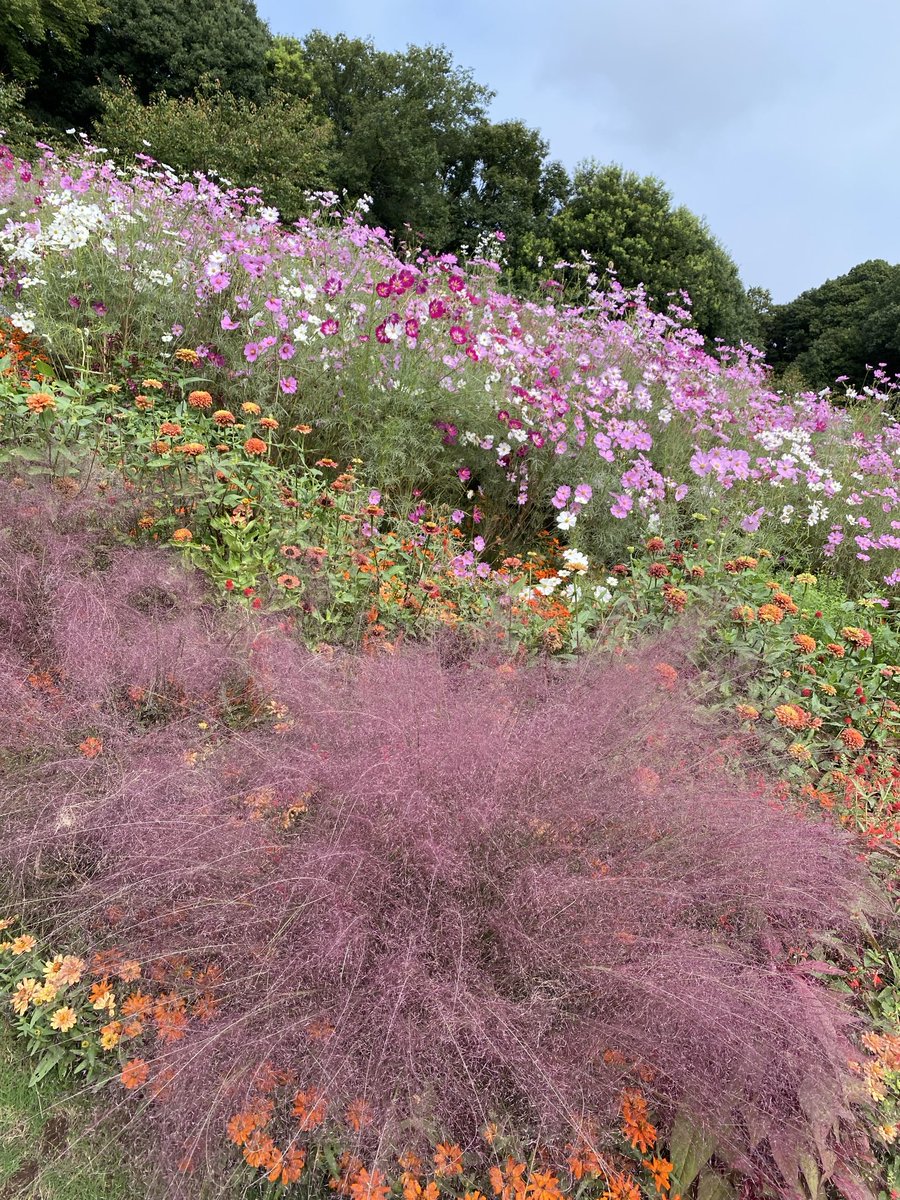 パオ•*¨*•.¸♬︎ ライブDio AF34.35 サイドワインダー チャンバー | 株式会社ORM