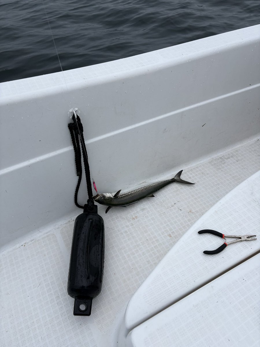 サゴシと太刀魚で優勝だな